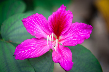 Close-up of hibiscus soft focus