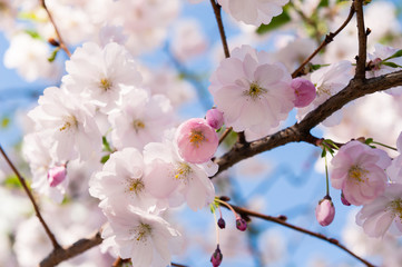 Japanese flowering cherry