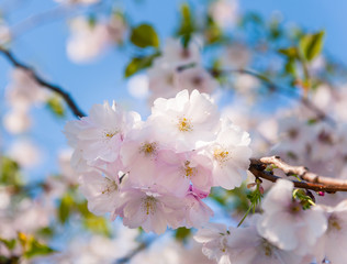 Oriental cherry