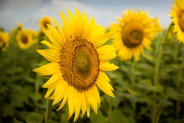 Obraz premium One sunflower faced to viewer