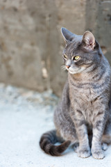 Obraz na płótnie Canvas Gray cat at the street