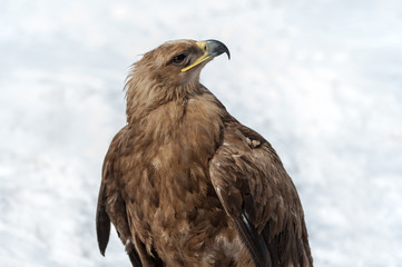 Eagle, winter season