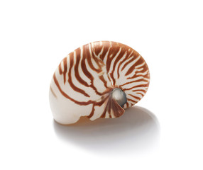 Nautilus shell