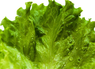 Lettuce leaf