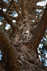 Tree bark