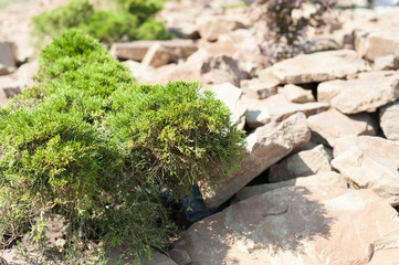 Green grass on dry stones