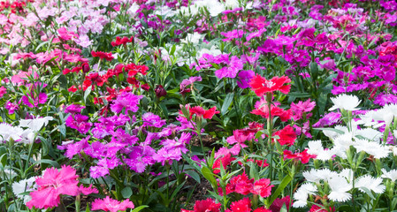 Obraz premium Vivid colorful flower