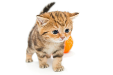Kitten playing with ball of yarn