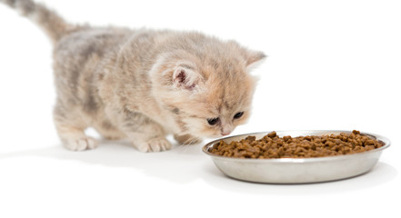 Little kitty eats dry food