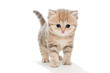 Funny kitten  breed British marble