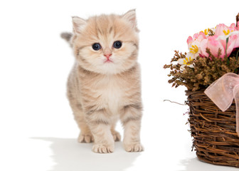 Small  kitten and  basket of flowers