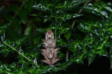 Exotische Blütenpracht