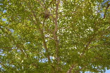 Fototapeta premium Terminalia ivorentsis leaves in garden , Terminalia ivorentsis chev.