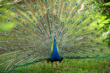 Obraz premium Peafolw Spread Tail-Feathers