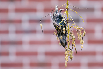 Starling feeding from a tree in Baltimore, MD