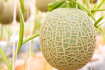melons, cantaloupe growing in greenhouse and supported by string