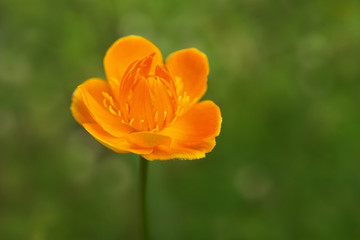 Obraz premium Flowers Trollius