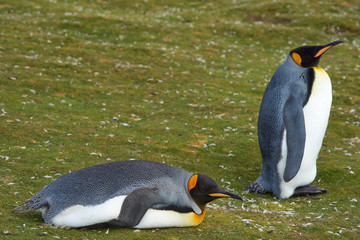 King Penguins (Aptenodytes patagonicus) resting at Volunteer Point in the Falkland Islands. 