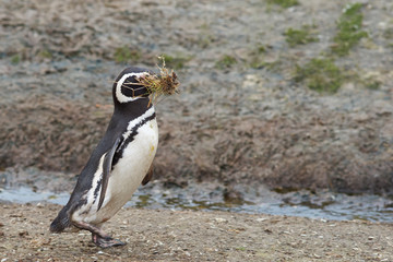 Magellanic Penguin (Spheniscus magellanicus) carrying nesting material to its burrow at Volunteer Point in the Falkland Islands.