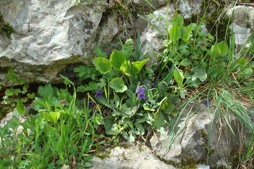 viola in the spring forest