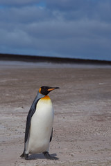 King Penguin (Aptenodytes patagonicus) on a sandy beach at Volunteer Point in the Falkland Islands. 