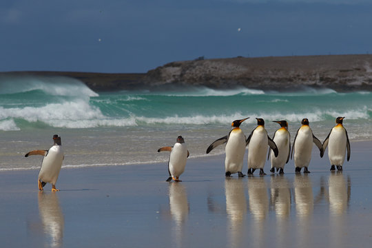 Group of King Penguins (Aptenodytes patagonicus) and Gentoo Penguins (Pygoscelis papua) on a sandy beach on the coast of a stormy South Atlantic at Volunteer Point in the Falkland Islands.