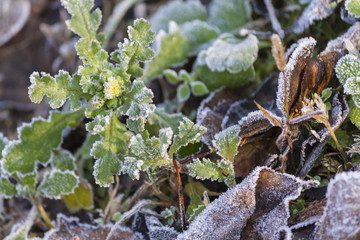 frost on leaves in winter