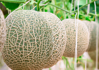 Cantaloupe, green melons growing in greenhouse and supported by