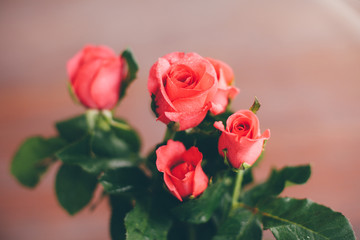 pink rose for valentine day