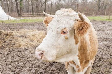 Fototapeta na wymiar Closeup of a cow