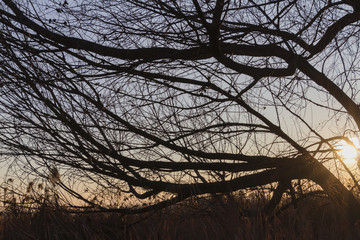 tree in the forest at sunset