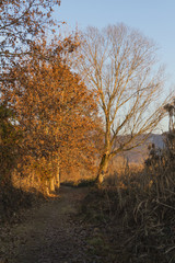 tree in the forest at sunset