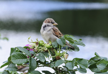 Sparrow sitting on a green bush