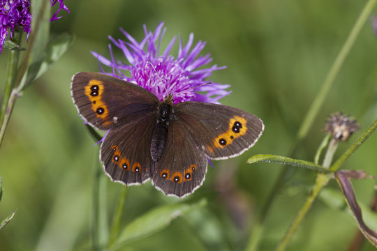 Graubindiger Mohrenfalter.Erebia aethiops .Esper, 1777