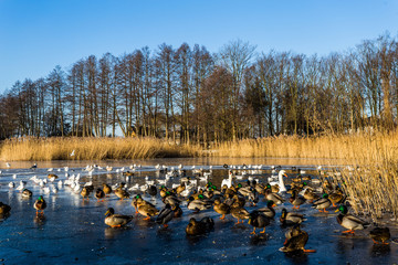 mühlenteich rostock