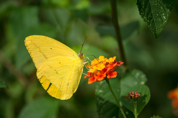 La mariposa amarilla toma el polen de la flor de color amarillo y naranja.