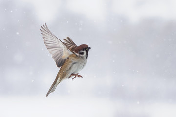 a Sparrow flies in the air along with snowflakes in winter