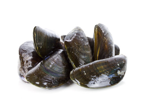 Miesmuscheln