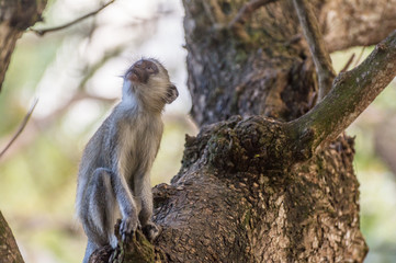 Kleine Grüne Meerkatze sitzt auf einem Baum und schaut nach oben