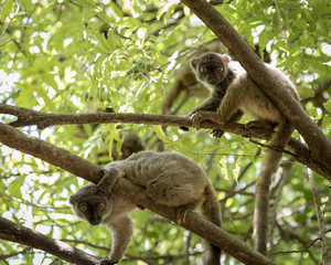 Cute lemurs on a tree in Madagascar wildlife scene