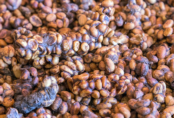berry Luwak Coffee