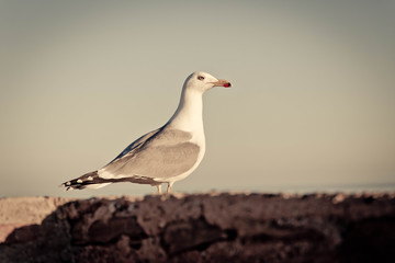 Möwe - Böser Blick