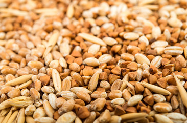background cereals wheat, oats, buckwheat
