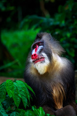 the mandrill, photo taken in Zoo Singapore