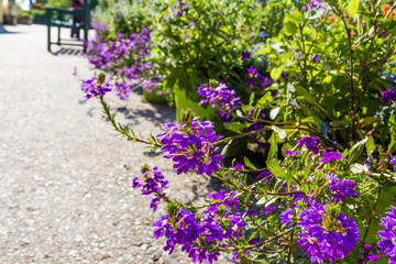 Fototapeta premium Lot of purple flowers in a decorative flower beds.