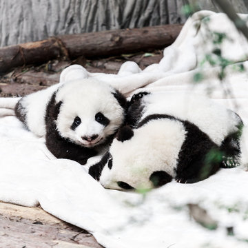 Fototapeta little panda babies