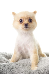 Pomeranian ala Little Bear Hair Cut; non sharpen