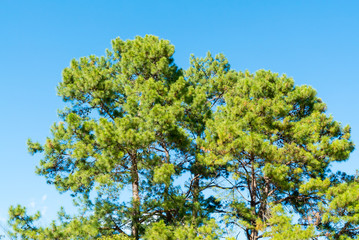 Pine tree with blue sky