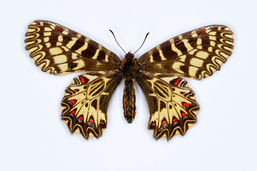 Fototapeta na wymiar Southern festoon butterfly isolated on white