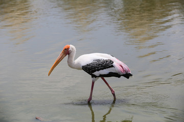 mycteria cinerea  in the Zoo